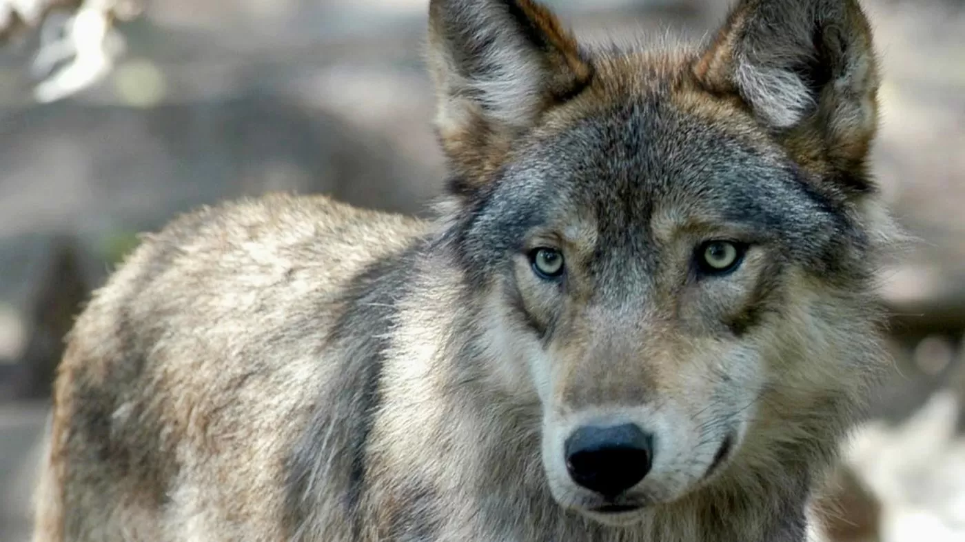 The Trump administration says it will 'review' the nation's wildlife refuges