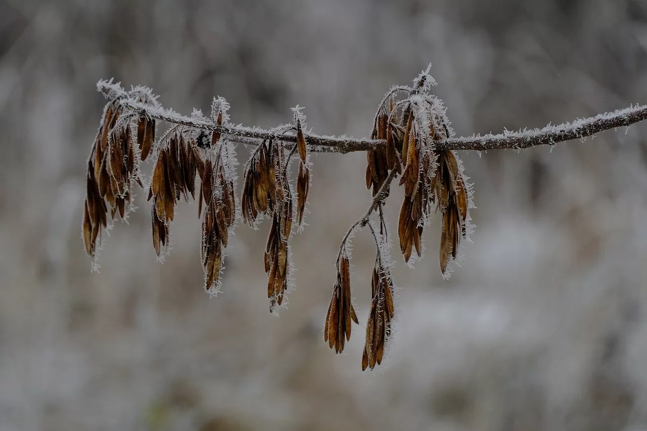 Extreme Cold Safety Tips: Your Complete Winter Survival Guide to Prevent Hypothermia and Frostbite